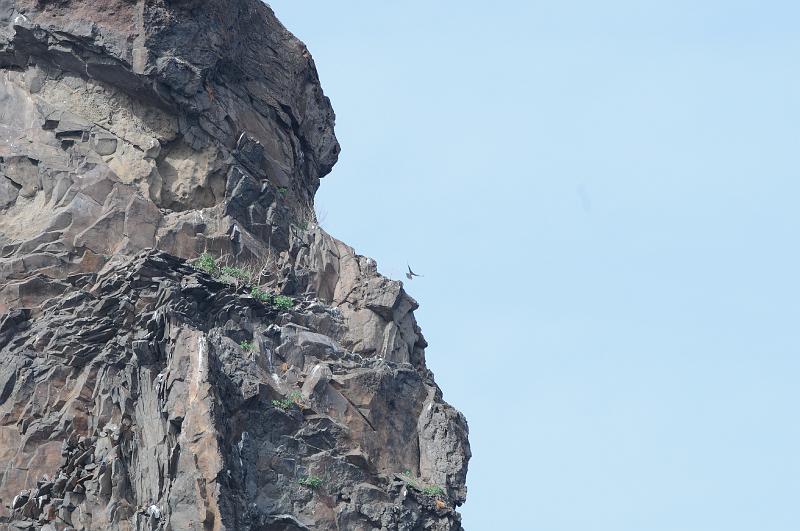 140.JPG - Outre la petite Madonne, de nombreux oiseaux habitent ce spectaculaire rocher.
